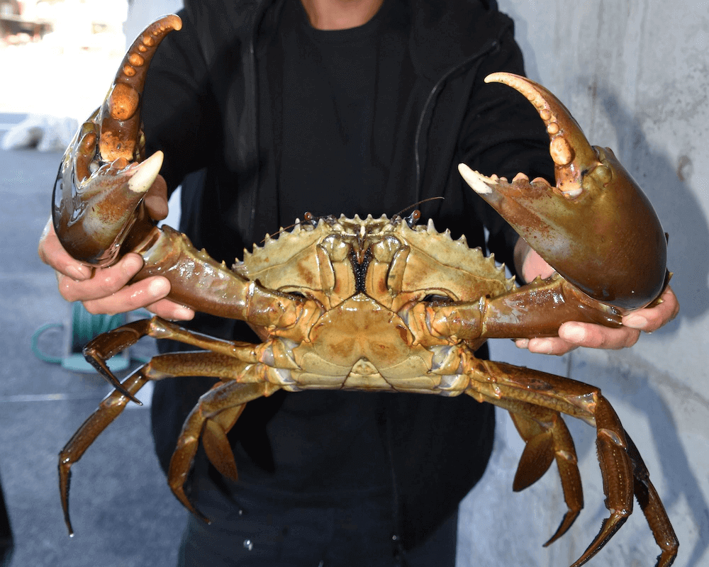 デカ！2・6キロ大物カニ釣り上げた
